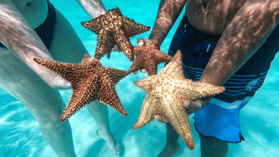 Saona Island Full-Day with Pickup in your Hotel Punta Cana - Obrázek 3