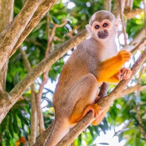 From Bayahibe: Half Day Monkeyland Safari