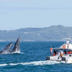 Samana: Bay of Samana Whale Watching Experience