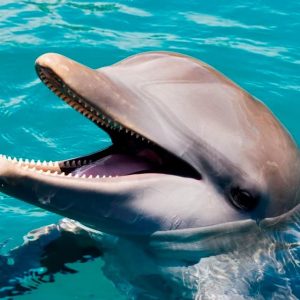 Puerto Plata: Ocean World Adventure Park Day Pass
