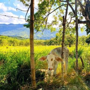 Puerto Plata Trekking - Experience of Nature and Folklore