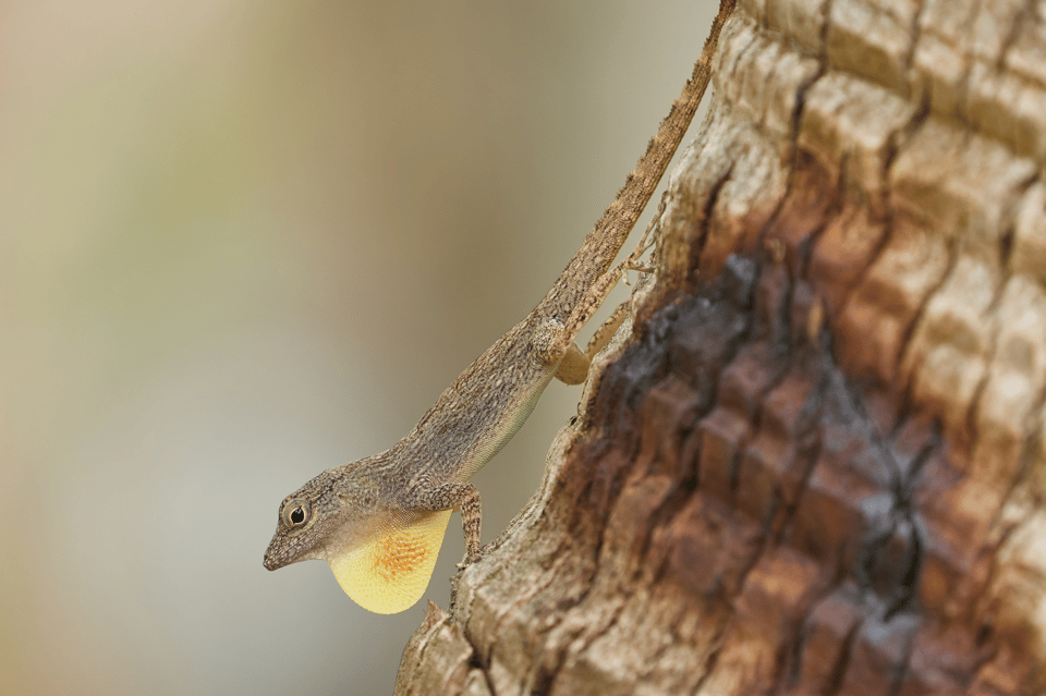 Sabana de la Mar: Private Los Haitises Hike and Kayak - Obrázek 5