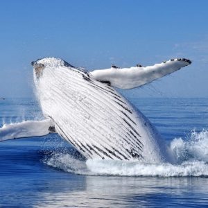 From Punta Cana: Whale Watching and Montana Redonda Tour