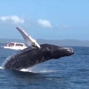 Samana: Guided Day Trip with Buffet Lunch and Whale Watching