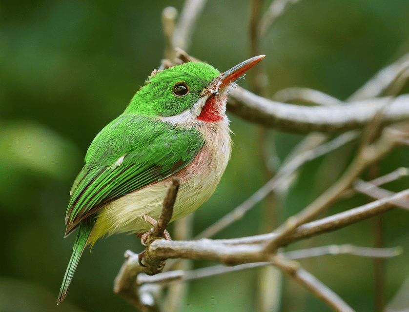 Sabana de la Mar: Private Los Haitises Hike and Kayak - Obrázek 3