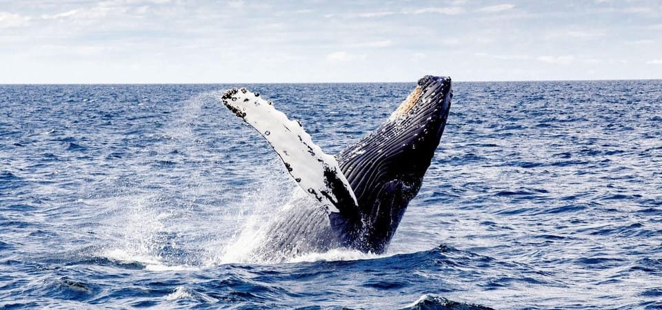 Samaná Cayo Levantado Isla Bacardí y Waterfal + Whale Watch - Image 6