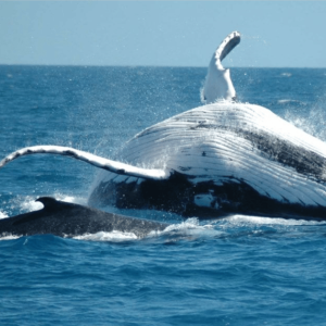 From Punta Cana: Sanctuary Whale Watching Day Trip