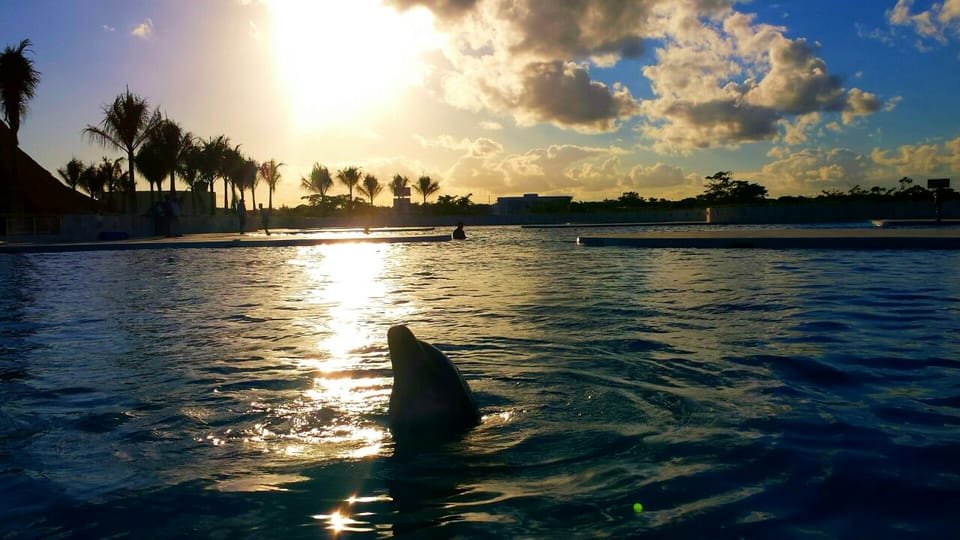 Punta Cana: Dolphin Discovery Swims and Encounters - Bild 12