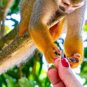 Punta Cana: Monkeyland and Plantation Tour