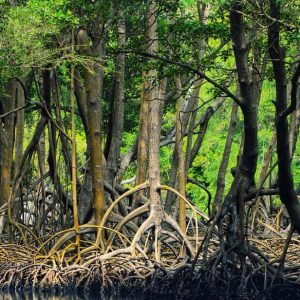 Los Haitises: Boat Tour Sabana de la mar, Caves & Mangroves