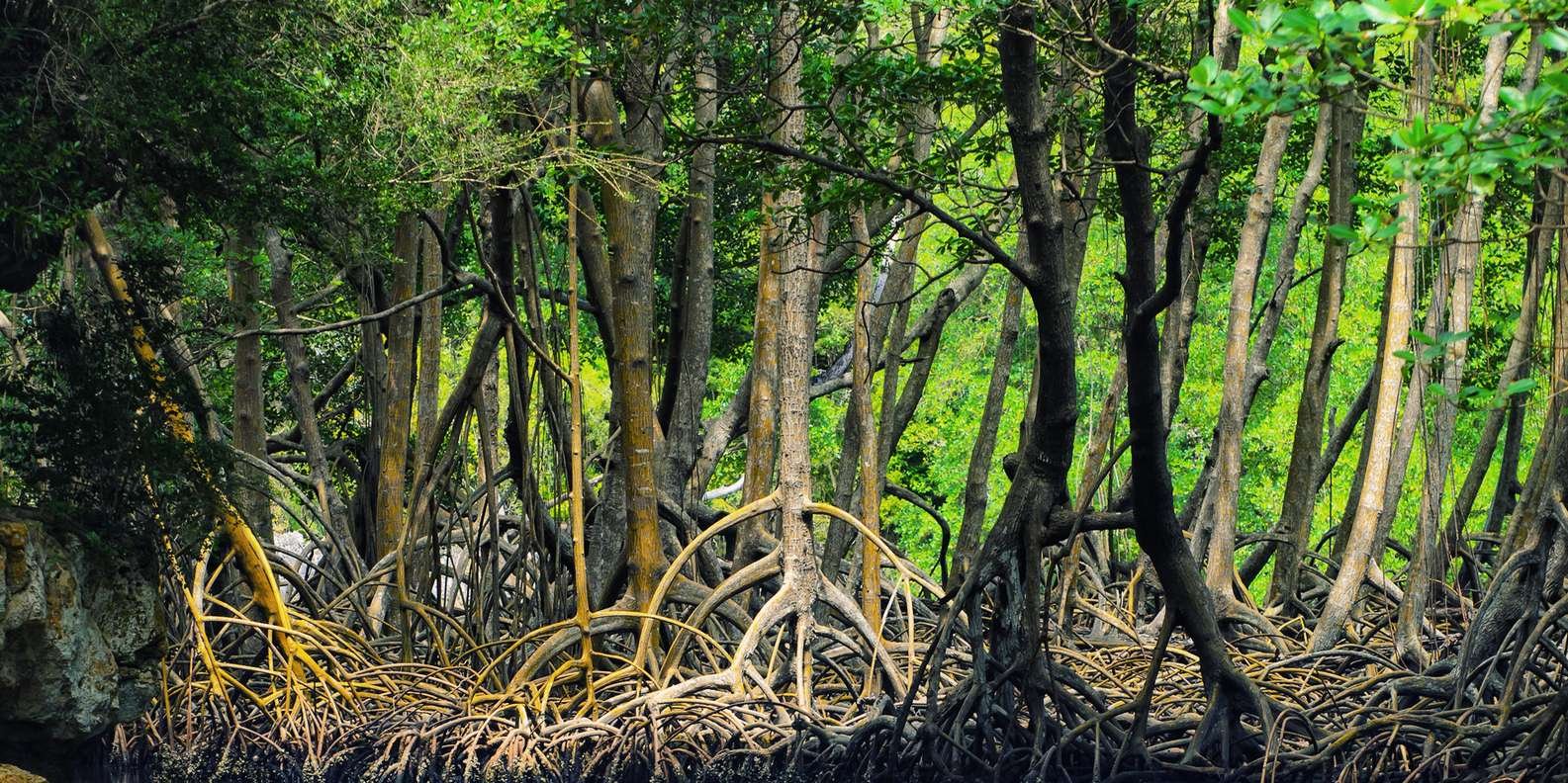 Santo Domingo: Los Haitises & Cayo Levantado Island - Obrázek 2