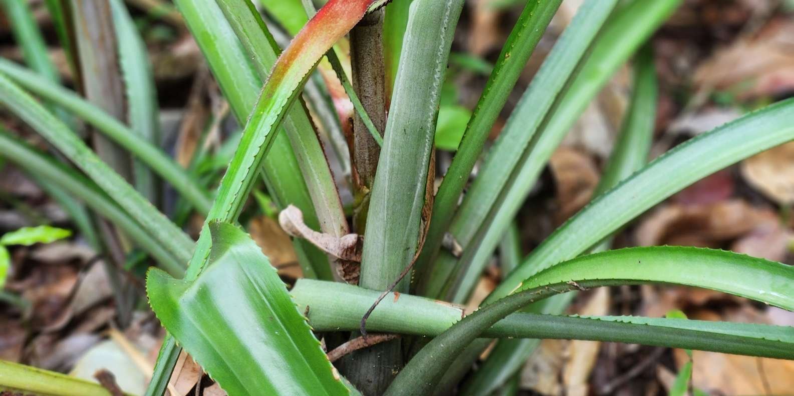 Los Haitises & Esmeralda Beach + Montana Redonda - Image 11
