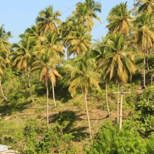 Las Terrenas: Private Coffee Trail ATV Tour in Samana