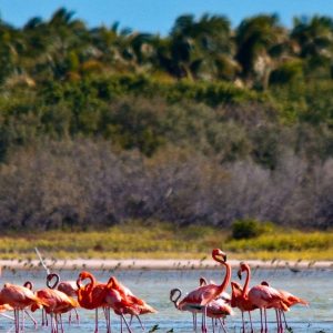 Jaragua National Park: Explore Laguna de Oviedo