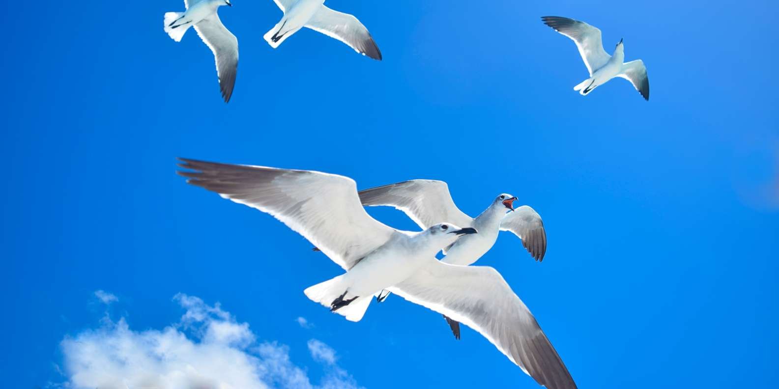 From Santo Domingo: Saona Island Day Trip w/ Lunch & Drinks - Bild 3