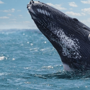 From Punta Cana: Samana Cayo Levantado / Whales