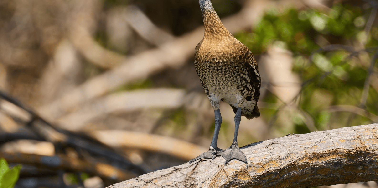 Airbnb Sabana de la mar + Kayaking Tour Los Haitises - Image 4