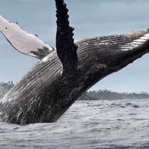 From Santo Domingo: Whale Watching & Cayo Levantado