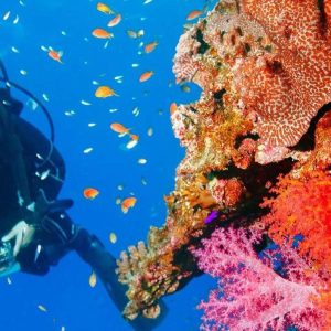 Punta Cana 40ft Recreational Diving Adventure