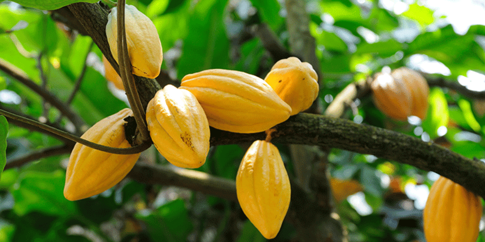 Airbnb Sabana de la mar + Kayaking Tour Los Haitises - Image 5