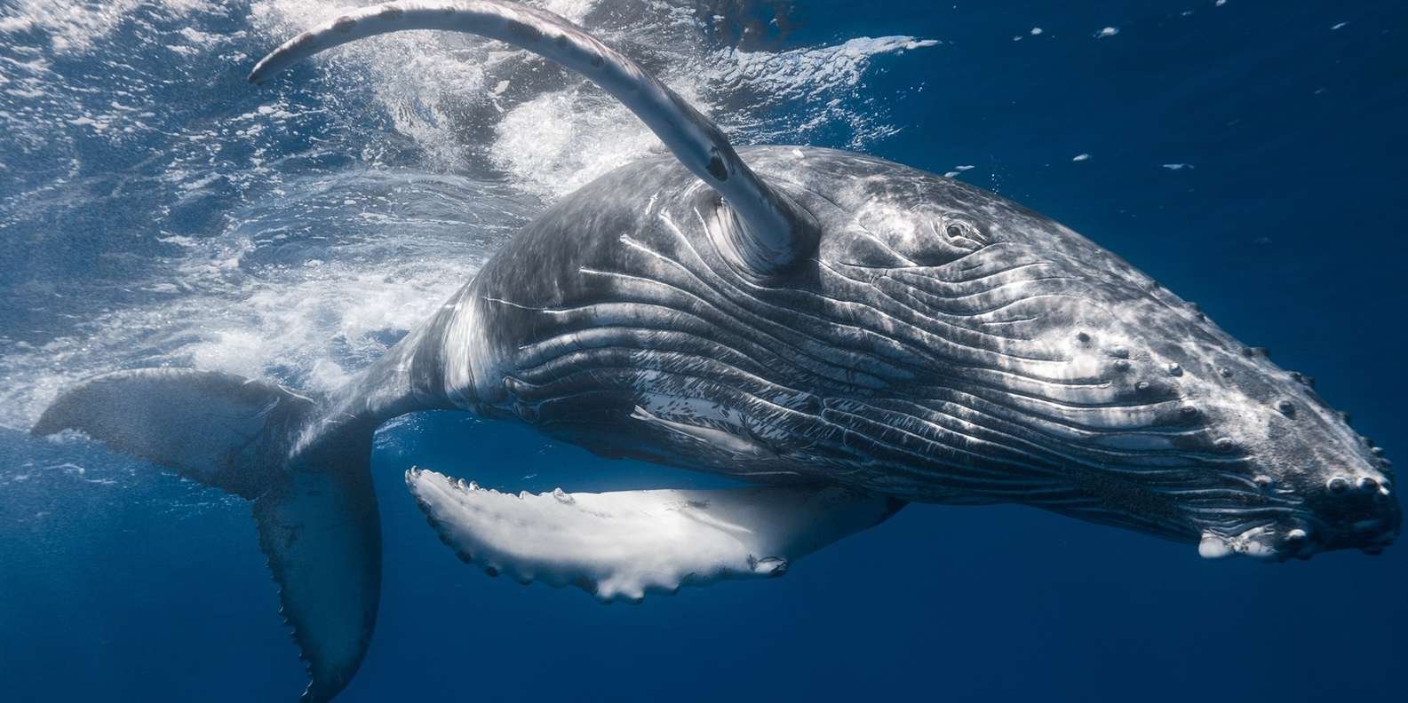 Whale Watching + Cayo Levantado - Bild 9