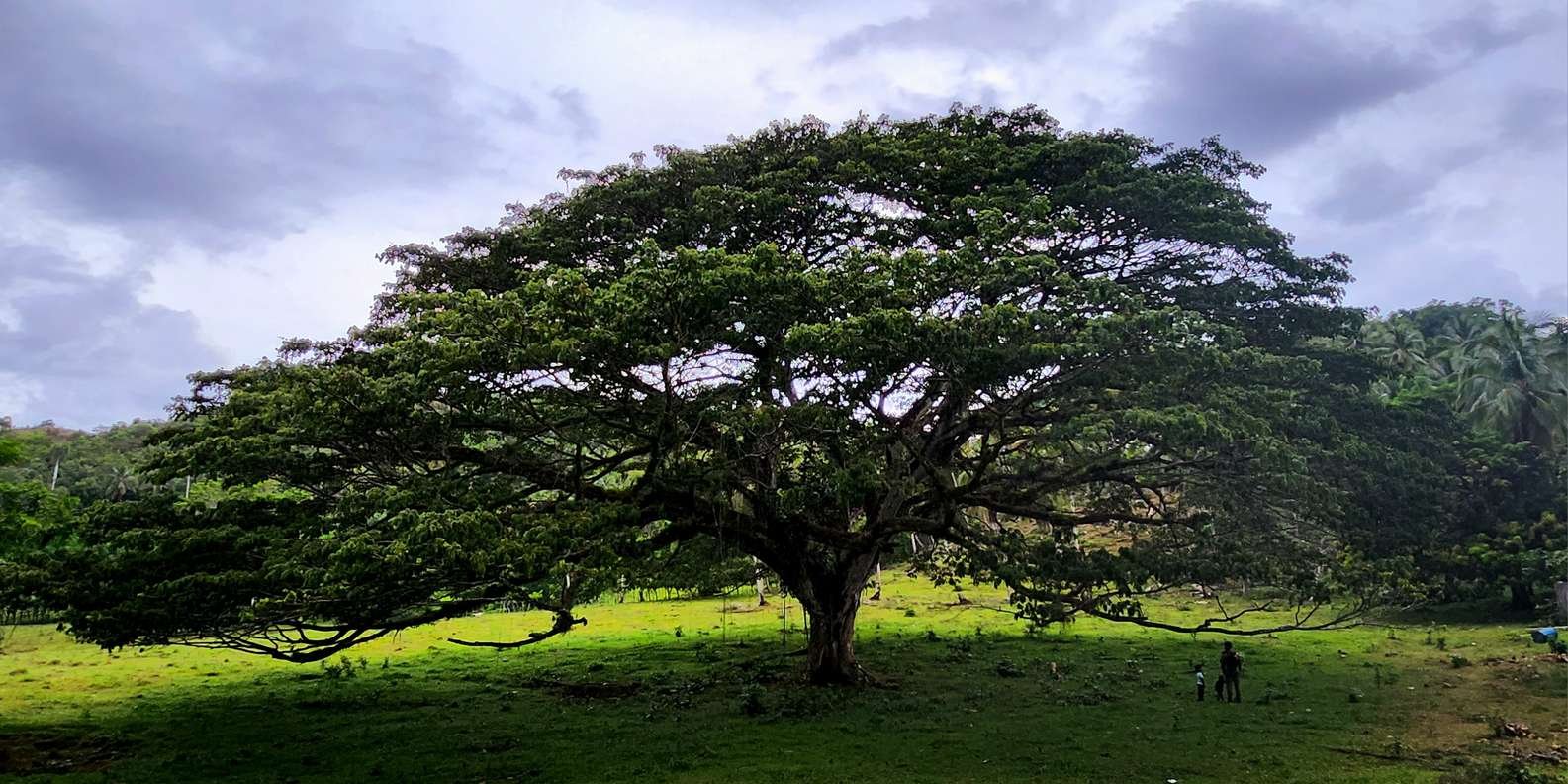 Los Haitises & Esmeralda Beach + Montana Redonda - Image 8