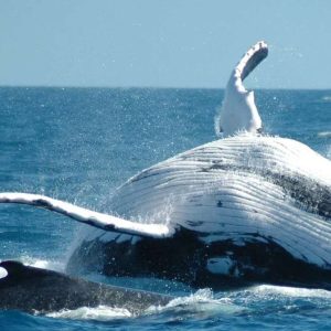 From Punta Cana: Sanctuary Whale Watching Day Trip
