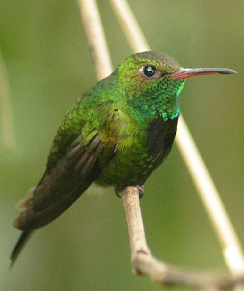 Caño Hondo : Los Haitises Sunrise or Sunset Private Kayak Excursion with Locals - Obrázek 28