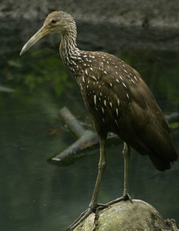 Caño Hondo : Los Haitises Sunrise or Sunset Private Kayak Excursion with Locals - Obrázek 9