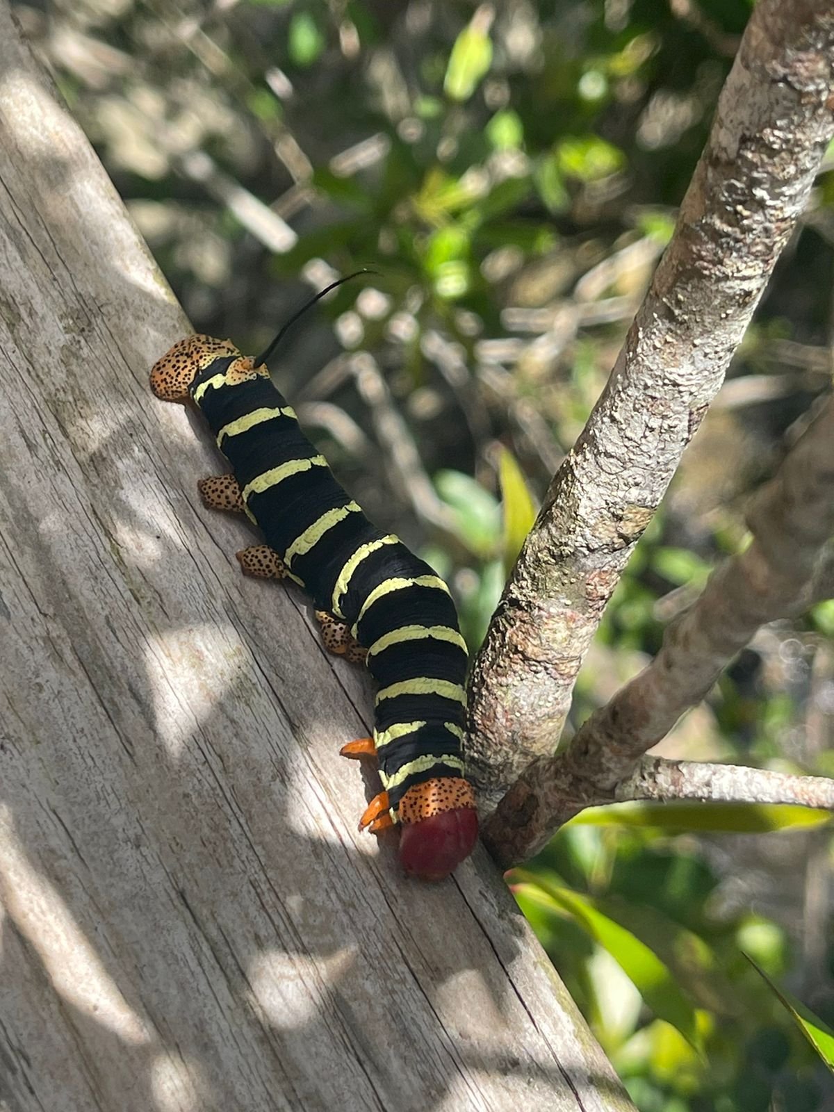 Sabana de la Mar: Private Los Haitises Hike and Kayak - Obrázek 15