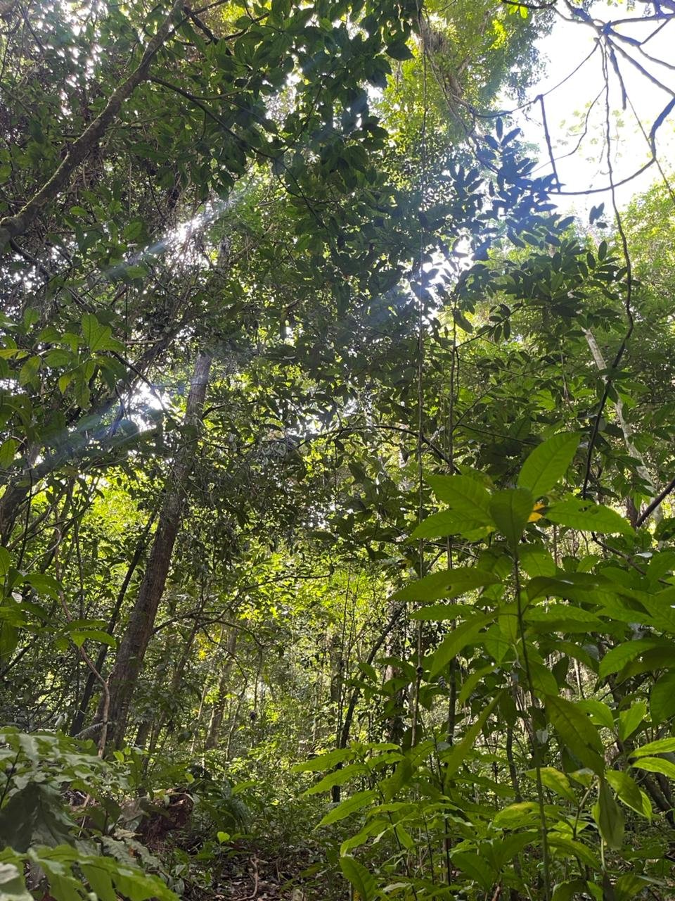 Sabana de la Mar: Private Los Haitises Hike and Kayak - Obrázek 9