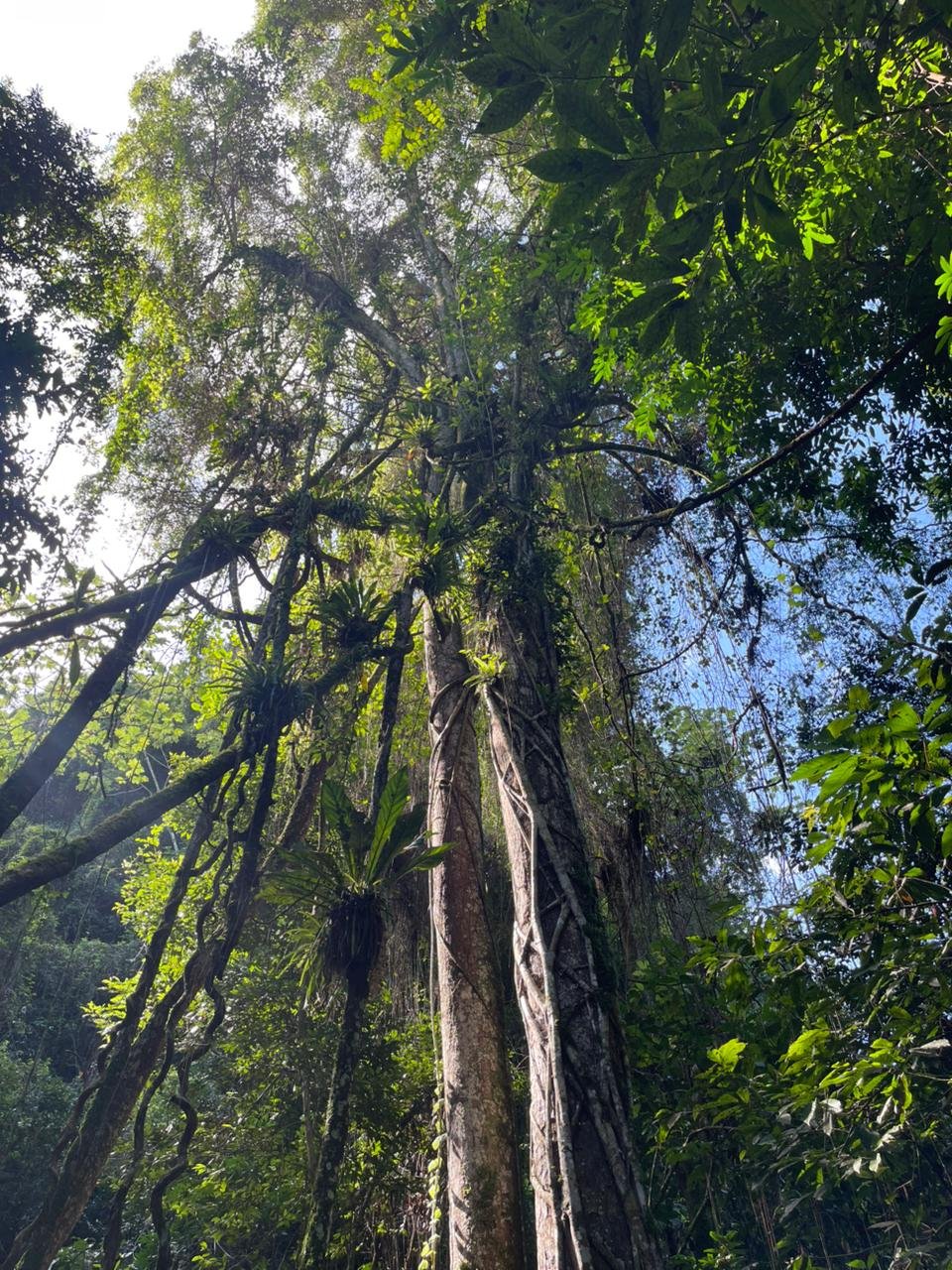 Sabana de la Mar: Private Los Haitises Hike and Kayak - Obrázek 7