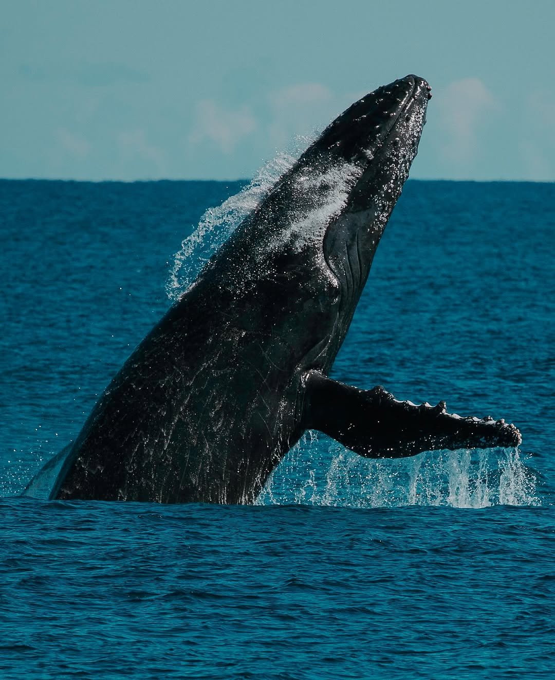 Affordable Whale Watching in Samaná - Only $39 | Dominican Republic Tours - Image 22