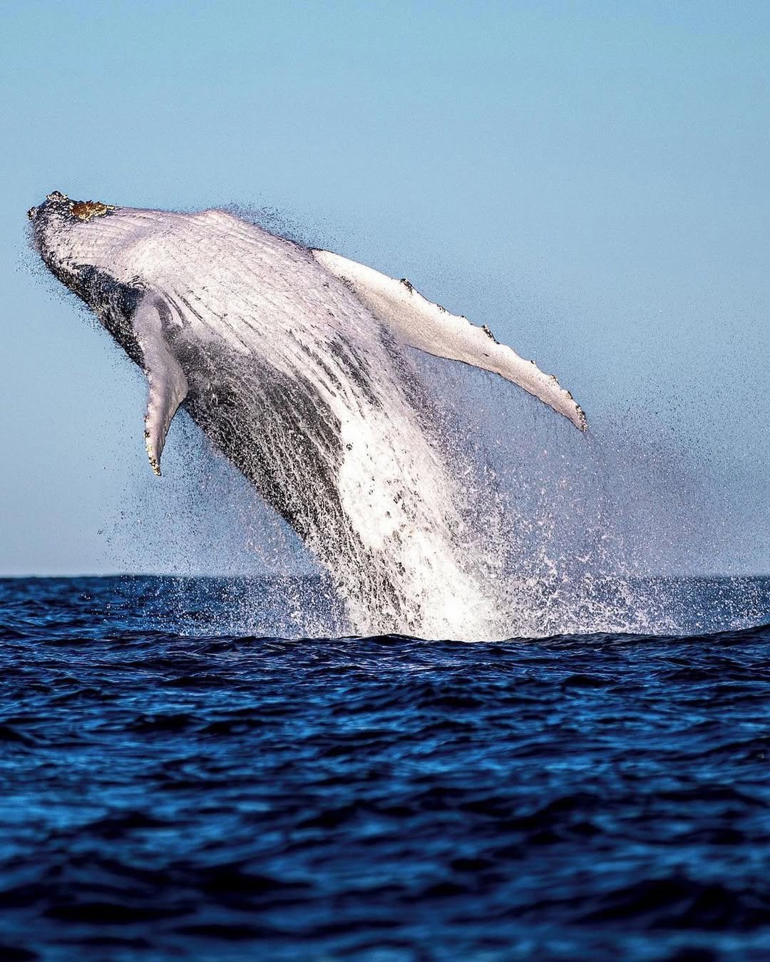 Affordable Whale Watching in Samaná - Only $39 | Dominican Republic Tours - Image 19