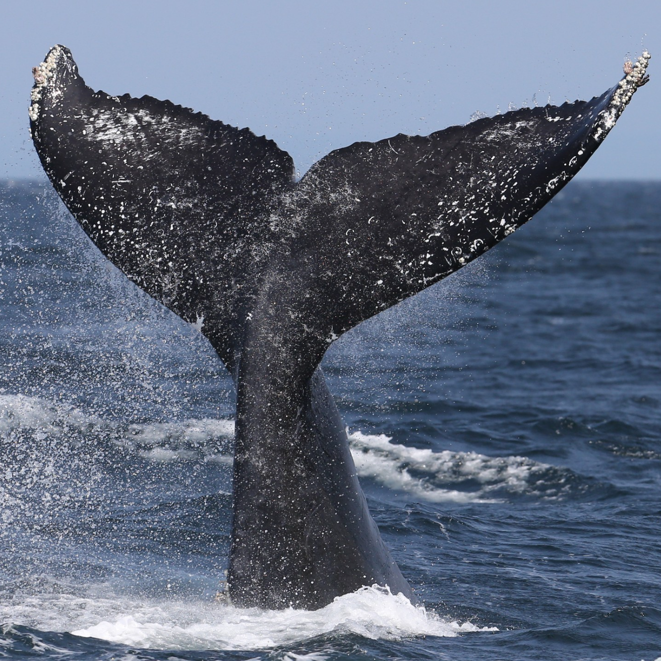 Affordable Whale Watching in Samaná - Only $39 | Dominican Republic Tours - Image 24