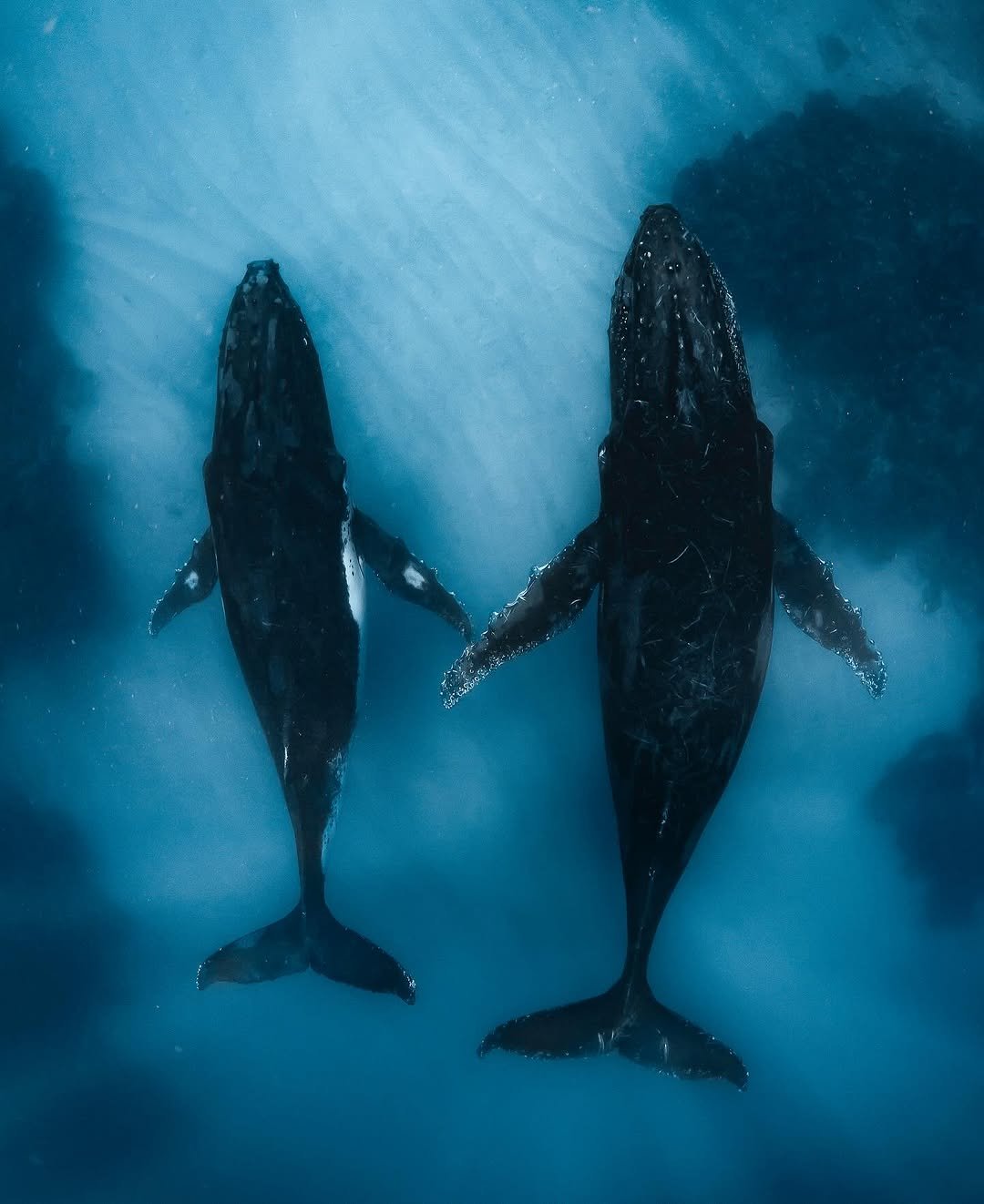 Affordable Whale Watching in Samaná - Only $39 | Dominican Republic Tours - Image 7