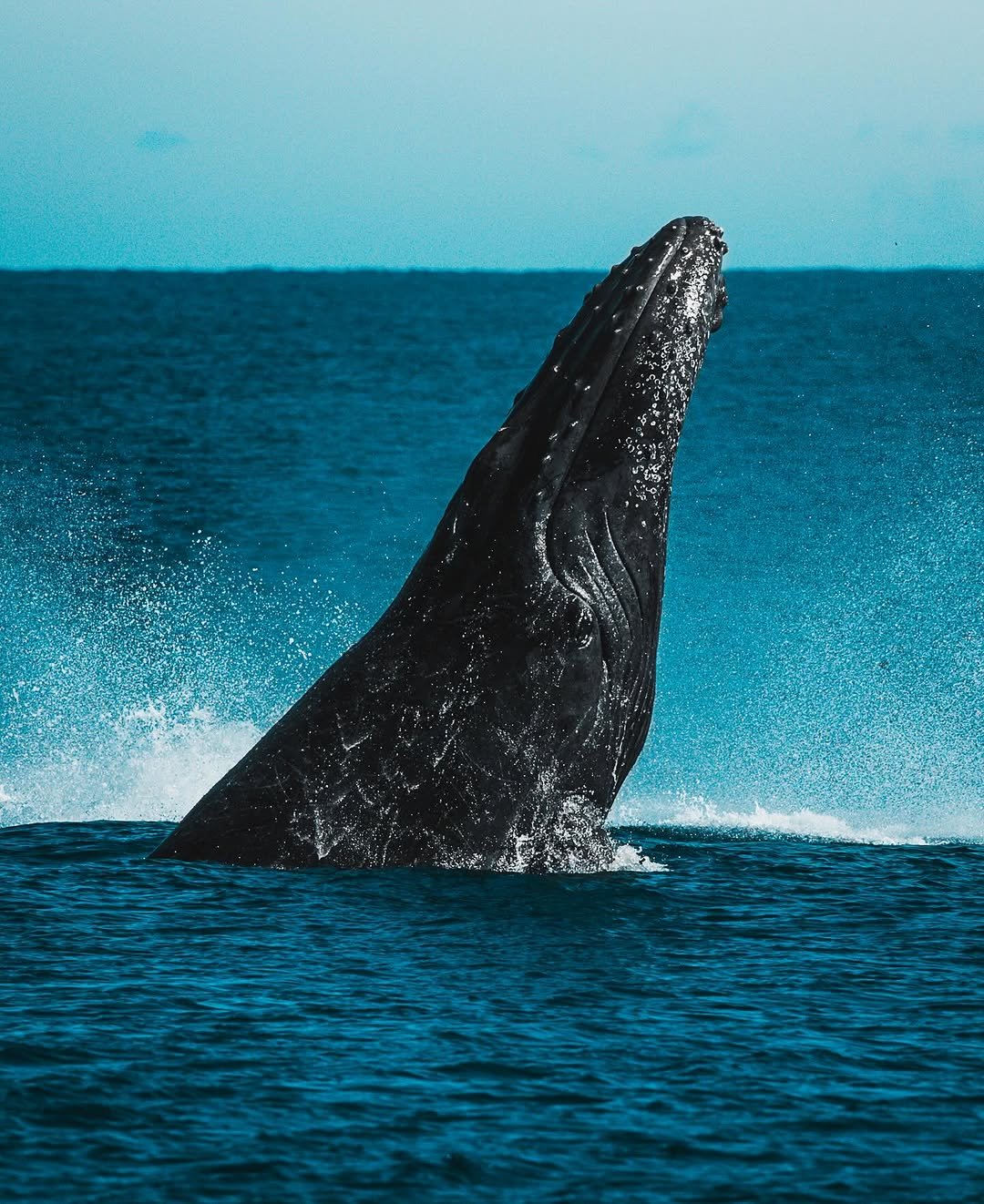 Affordable Whale Watching in Samaná - Only $39 | Dominican Republic Tours - Image 12