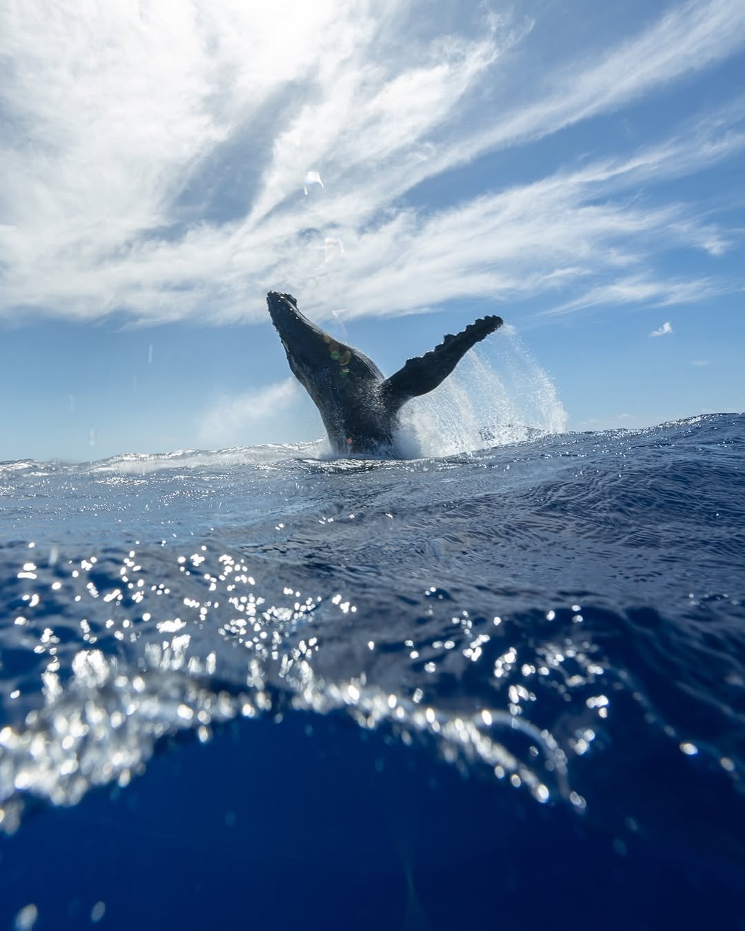 Affordable Whale Watching in Samaná - Only $39 | Dominican Republic Tours - Image 18